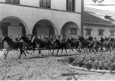 Stadnina koni w Chyszowie, 1942, NAC